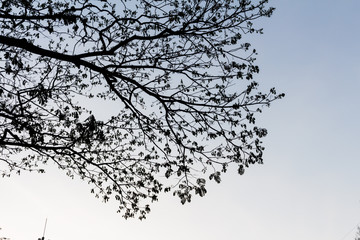 Drying tree with sunset time.