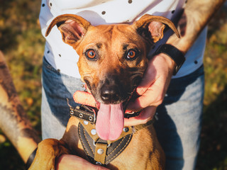 Funny and cheerful dog in hands of a young male owner. Dog care and bonding:  happy mixed breed dog...