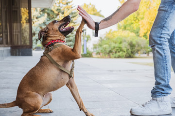 Funny and cheerful dog doing 