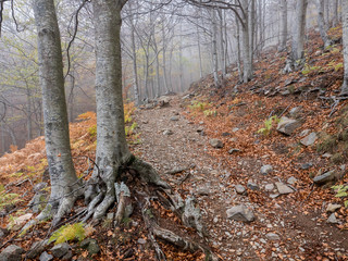 Autumn in the Montseny natural park (Catalonia, Spain)