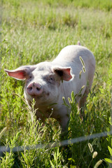 Farm pig in freedom