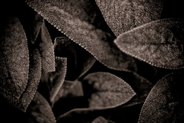 Denver Botanic Gardens