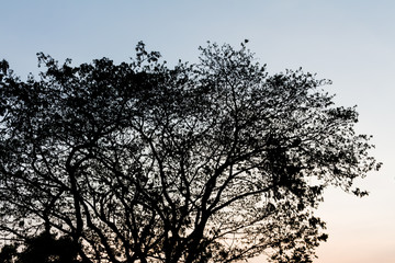 Drying tree with sunset time.