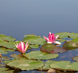 lotus flower in a calm pond