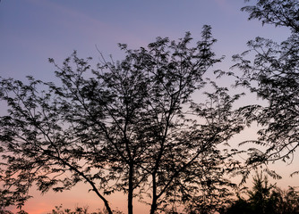 Obraz na płótnie Canvas Drying tree with sunset time.