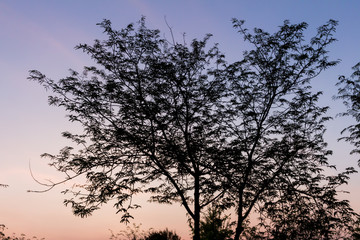 Obraz na płótnie Canvas Drying tree with sunset time.