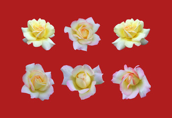 rose Gloria day. Beautiful blooming rose isolated on white background close-up, flower set
