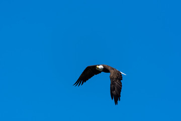A bald eagle (Haliaeetus leucocephalus) soars against a clear blue sky.