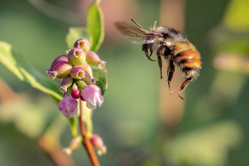 Bee hovering by a flower, Vancouver Island, British Columbia, Canada