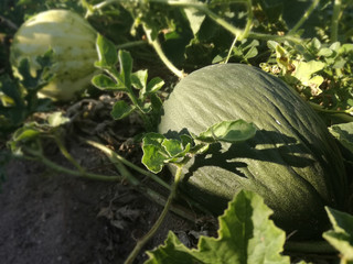 Aliment is growing in the orchard. Refreshing edible, fleshy fruit. The Santa Claus melon, sometimes known as Christmas melon or toad skin, is a variety originating in Spain.