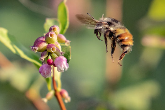 Bee hovering by a flower, Vancouver Island, British Columbia, Canada