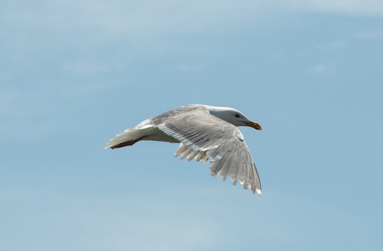 Seagull in flight, British Columbia, Canada