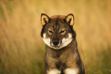 Beautiful Japanese dog breed shikoku sitting in the field in autumn