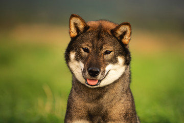 Happy Japanese dog breed shikoku sitting in the field in autumn