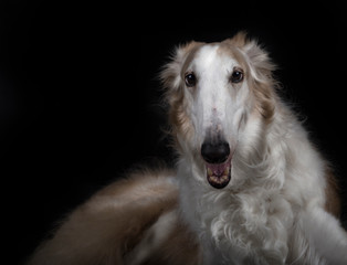 Fototapeta premium beautiful Borzoi breed pet lying in the foreground