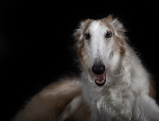 beautiful Borzoi breed pet lying in the foreground