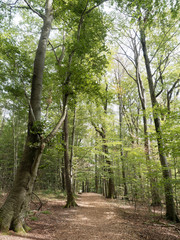 Le circuit du lac artificiel de Michelbach en Alsace traversant la forêt.