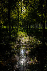 Fototapeta na wymiar Dark forest landscape with sun rays lighting middle forest with green leaves