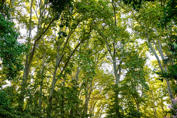 Green deep forest with big high trees on a green landscape
