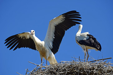 Storch
