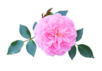 Pink climbing rose with leaves isolated on white background.