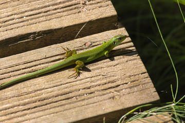 Green lizard sunbathing on a wooden board