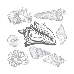 Fototapeta premium Seashells. Different sea shells hand drawn vector illustrations set. Part of set.