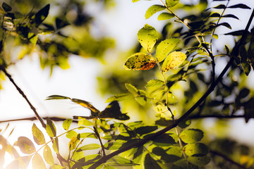 First autumn leaves close up on a forest landscape background