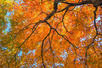 Colourful red and yellow maple leafe under the maple tree during autumn in South Korea,Maple red background..