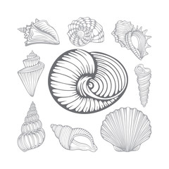 Seashells. Different sea shells hand drawn vector illustrations set. Part of set.