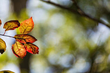 Red and orange autumn leaves close up on a forest