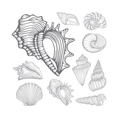 Seashells. Different sea shells hand drawn vector illustrations set. Part of set.