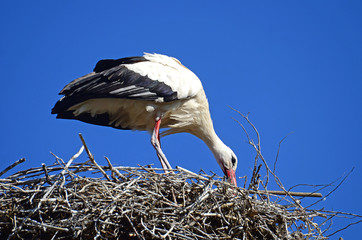 Storch