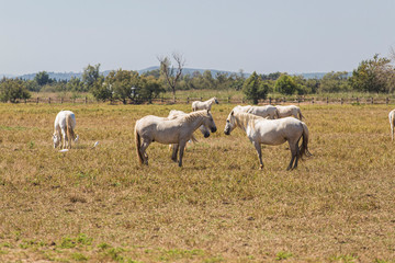 Wild white horses herd on a field on a hot summer scene in Catalonia