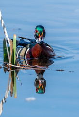 Wood duck (Aix sponsa) drake swimming past cattails in marsh with reflection in water.