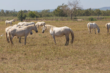 Wild white horses herd on a field on a hot summer scene in Catalonia