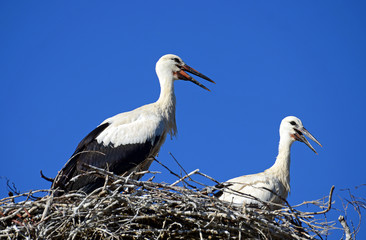 Storch