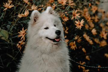 Samoyed among the yellow flowers