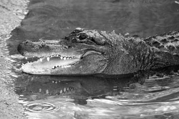 black and white crocodile