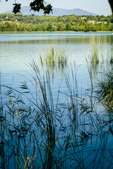 Quiet blue waters with plants in a landscape in Estany de Banyoles, Catalonia
