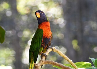 lorikeet