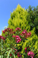 Lebensbaum und Oleander
