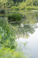 Green trees reflected on a green river shore in Girona, Catalonia