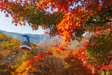 Cable car running to moutain in Naejangsan national park during autumn and colourful of maple leafs.tourist attraction in South korea..