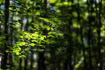 Green beech leaves close up still