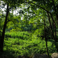 Green jungle landscape on a summer scene