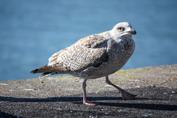 mouette