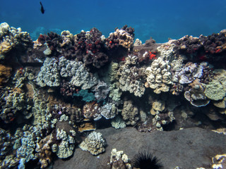 Wall of Colorful Corals Underwater in Hawaii