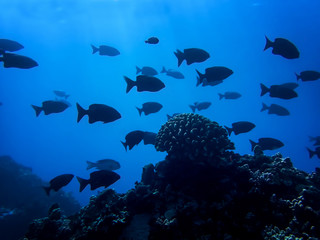 School of Black Fish Silhouette with One Coral Head in Deep Blue