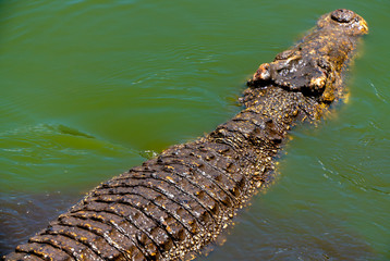 Crocodile or alligator close-up portrait Shallow DOF